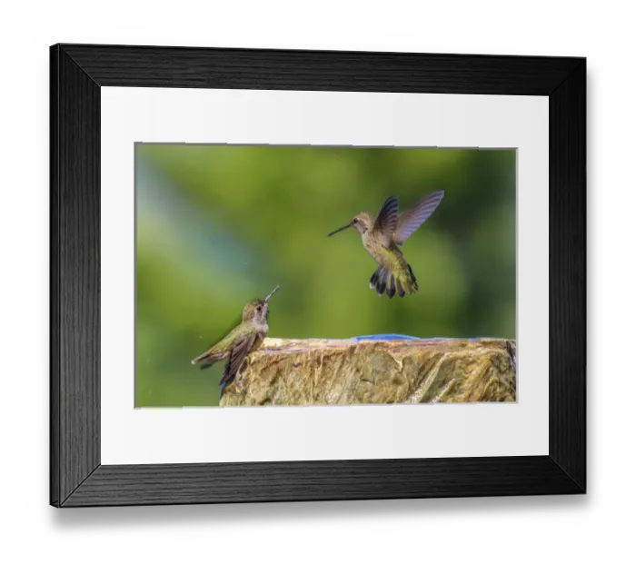 Framed Print : Annas Hummingbird. Santa Cruz. California Framed Print : Annas Hummingbird. Santa Cruz. California