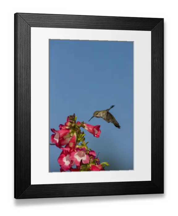 Framed Print : Annas Hummingbird. Santa Cruz. California Framed Print : Annas Hummingbird. Santa Cruz. California