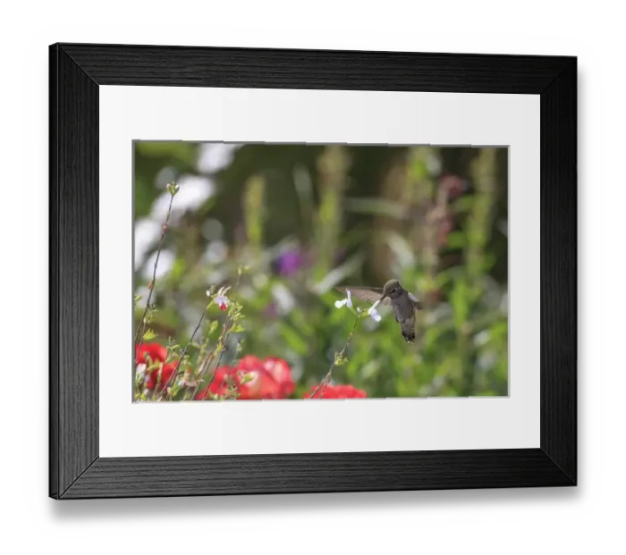Framed Print : Annas hummingbird. Santa Cruz. Californa
