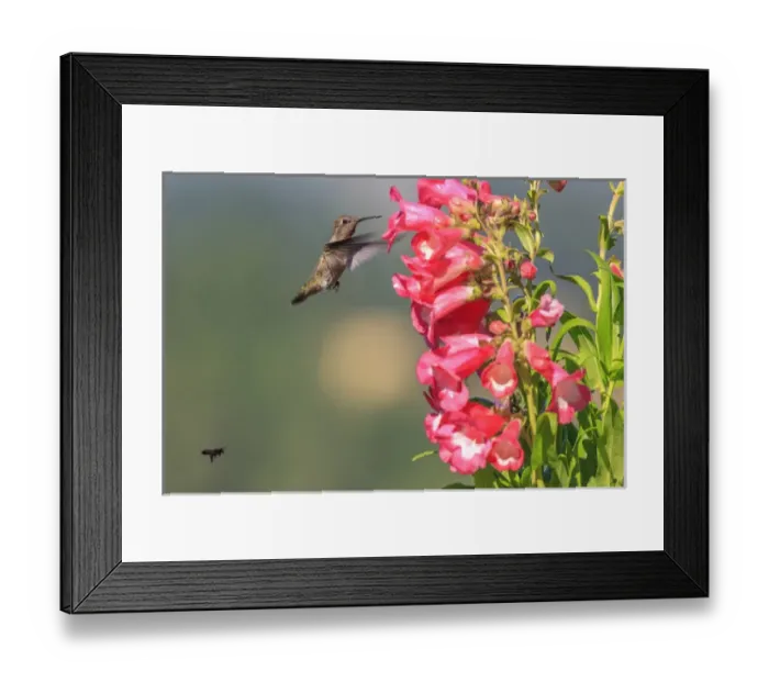 Framed Print : Annas Hummingbird and a bee. Santa Cruz. California Framed Print : Annas Hummingbird and a bee. Santa Cruz. California