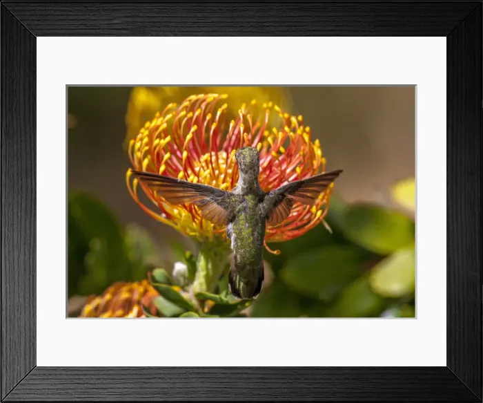 Framed Print : Annas Hummingbird. Santa Cruz. California Framed Print : Annas Hummingbird. Santa Cruz. California