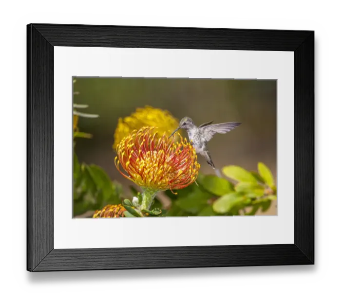Framed Print : Annas Hummingbird. Santa Cruz. California Framed Print : Annas Hummingbird. Santa Cruz. California