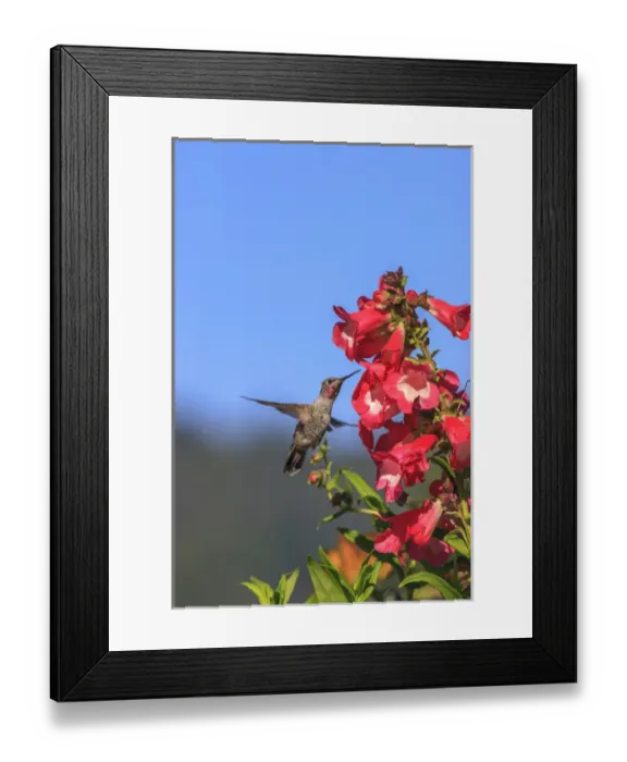 Framed Print : Annas Hummingbird. Santa Cruz. California Framed Print : Annas Hummingbird. Santa Cruz. California