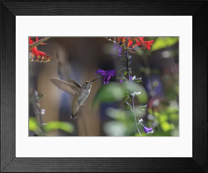 Framed Print : Annas Hummingbird. Santa Cruz. California