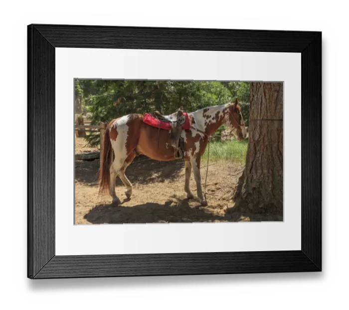 Framed Print : Horse for rent. South Lake Tahoe. California Framed Print : Horse for rent. South Lake Tahoe. California