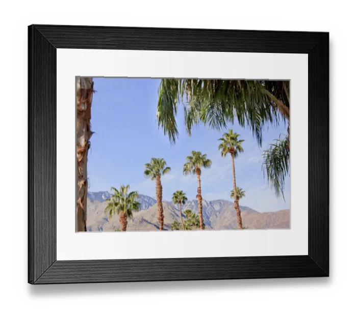 Framed Print : Fan Palms Trees Palm Springs California washingtonia filifera Framed Print : Fan Palms Trees Palm Springs California washingtonia filifera