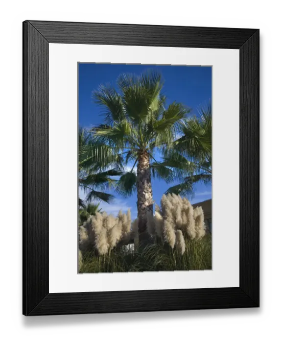 Framed Print : Palm Trees Pampas Grass Daroush Vineyard Napa Vineyards California Owner of Daroush is from Iran