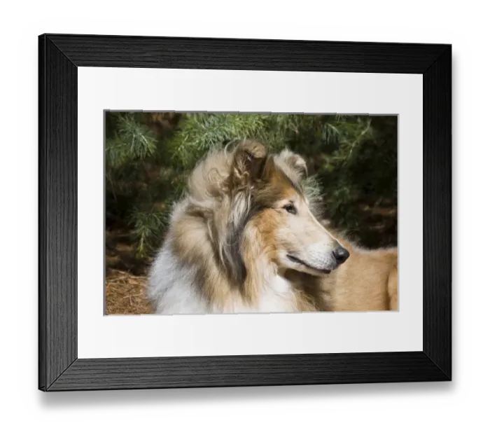 Framed Print : Portrait of a Collie Framed Print : Portrait of a Collie
