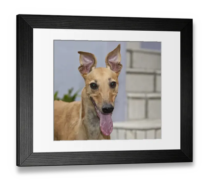 Framed Print : Portrait of a Greyhound Framed Print : Portrait of a Greyhound