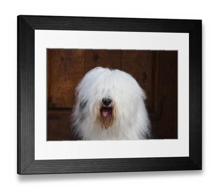 Framed Print : Portrait of an Old English Sheepdog Framed Print : Portrait of an Old English Sheepdog