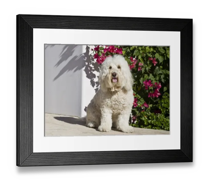 Framed Print : A Goldendoodle sitting on a garden walkway Framed Print : A Goldendoodle sitting on a garden walkway