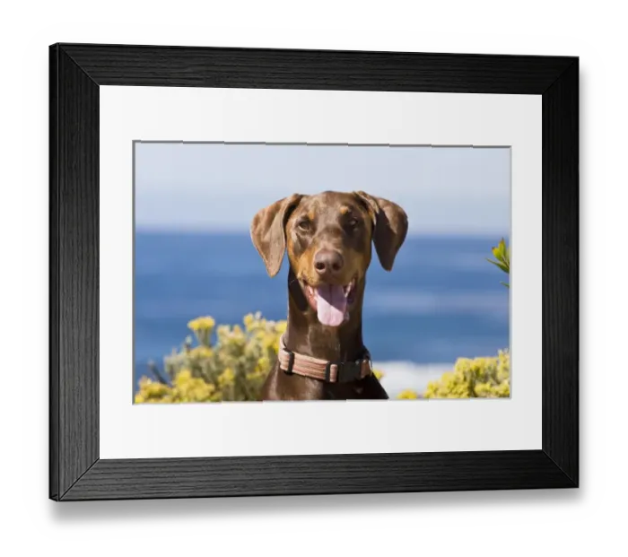 Framed Print : Portrait of a happy Doberman Pinscher