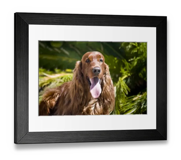 Framed Print : An Irish Setter lying surrounded by greenery Framed Print : An Irish Setter lying surrounded by greenery