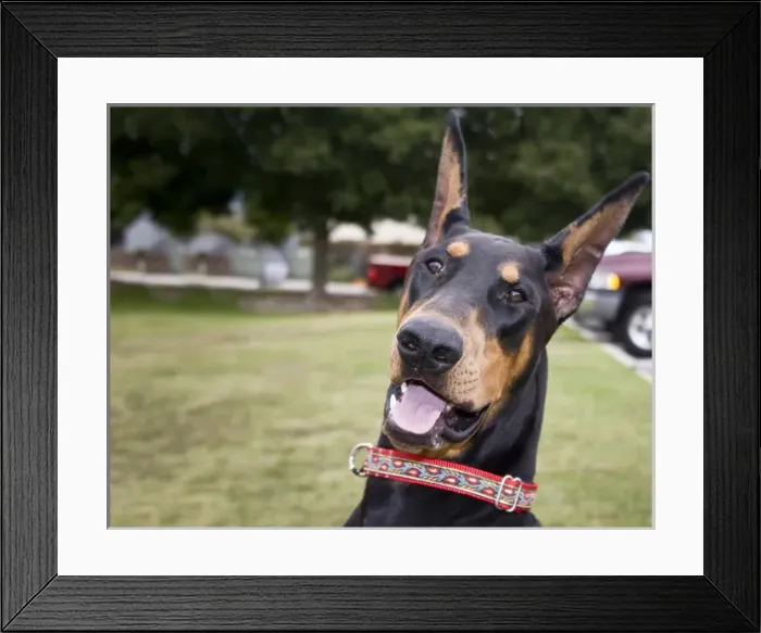 Framed Print : Fun photo of a Doberman Pinscher at a park