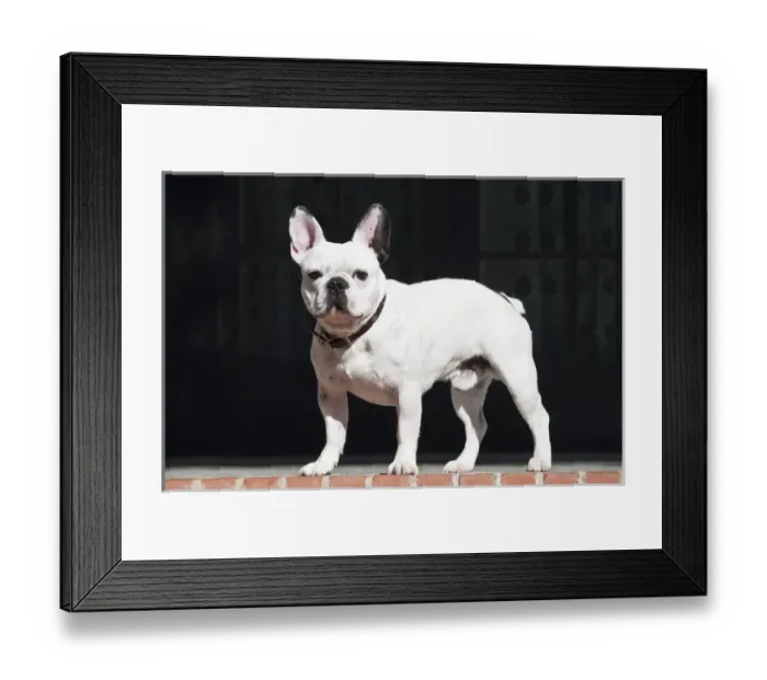 Framed Print : A French Bulldog standing on a red brick patio
