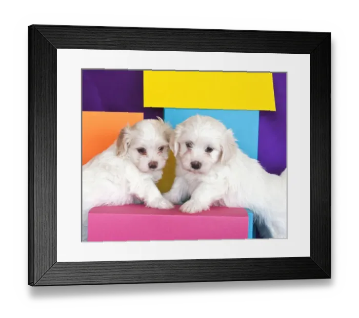 Framed Print : Two Havanes puppies with colorful background Framed Print : Two Havanes puppies with colorful background