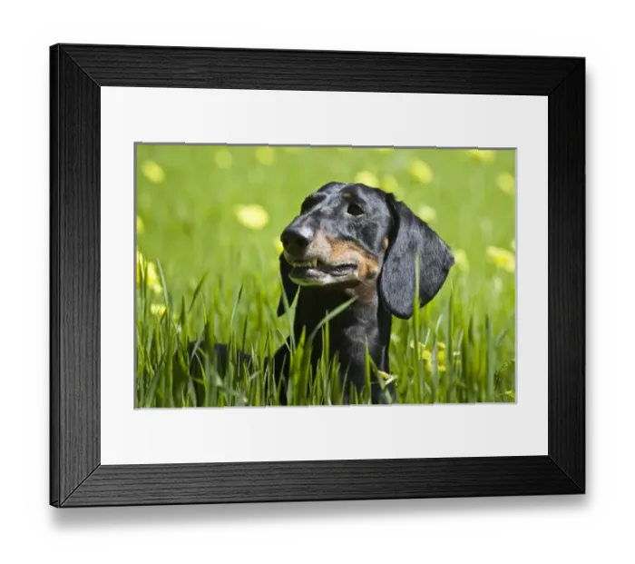 Framed Print : A Dachshund / Doxen standing in field of greenery Framed Print : A Dachshund / Doxen standing in field of greenery