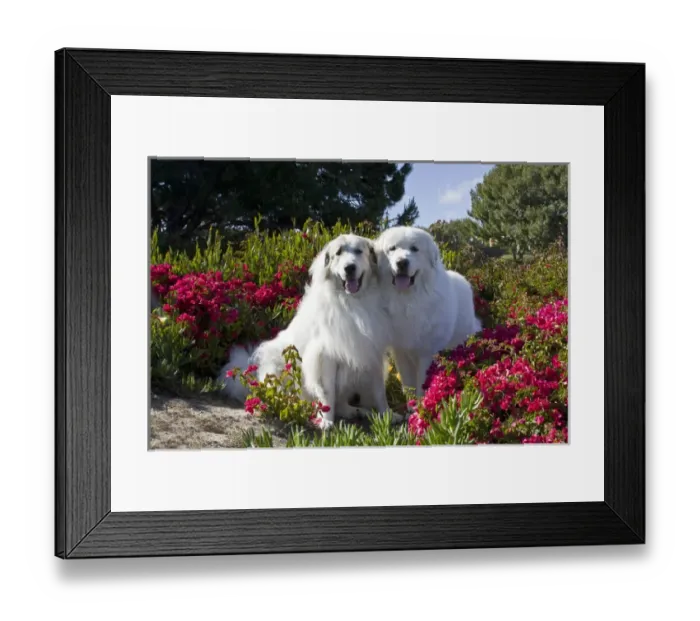 Framed Print : Two Great Pyrenees together among red flowers Framed Print : Two Great Pyrenees together among red flowers