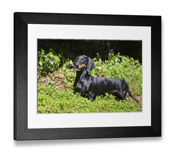 Framed Print : A Dachshund / Doxen standing in a garden of green Framed Print : A Dachshund / Doxen standing in a garden of green