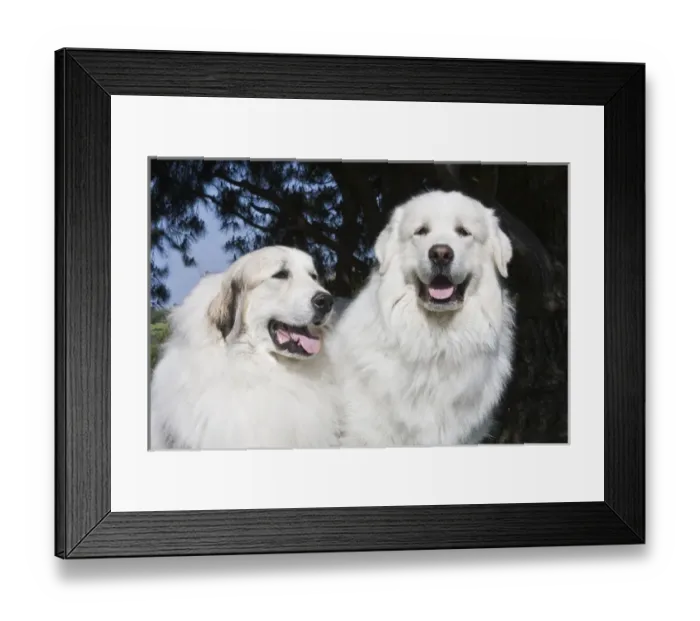 Framed Print : Portrait of two Great Pyrenees together at a park Framed Print : Portrait of two Great Pyrenees together at a park