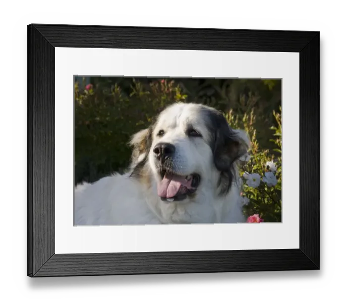 Framed Print : Portrait of a Great Pyrenees with afternoon light Framed Print : Portrait of a Great Pyrenees with afternoon light