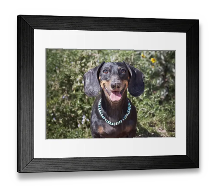 Framed Print : A Dachshund / Doxen smiling with turquoise collar Framed Print : A Dachshund / Doxen smiling with turquoise collar