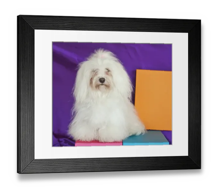 Framed Print : A Havanese sitting in front of colorful background Framed Print : A Havanese sitting in front of colorful background