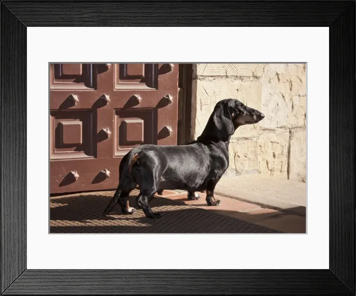 Framed Print : A Dachshund  /  Doxen standing in a doorway looking out
