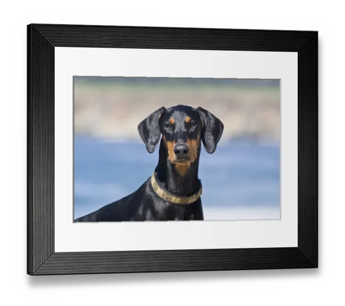 Framed Print : Portrait of a Doberman Pinscher with blue background Framed Print : Portrait of a Doberman Pinscher with blue background