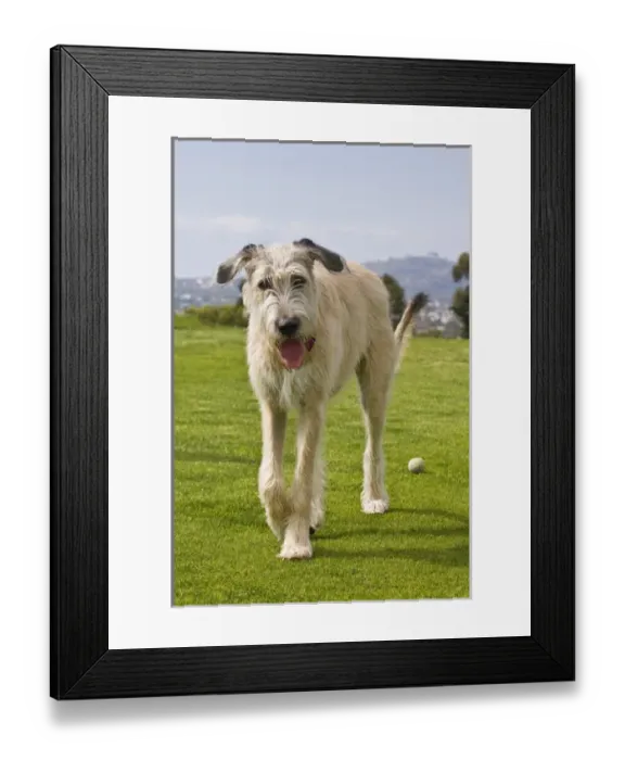 Framed Print : An Irish Wolfhound puppy walking away from his ball Framed Print : An Irish Wolfhound puppy walking away from his ball