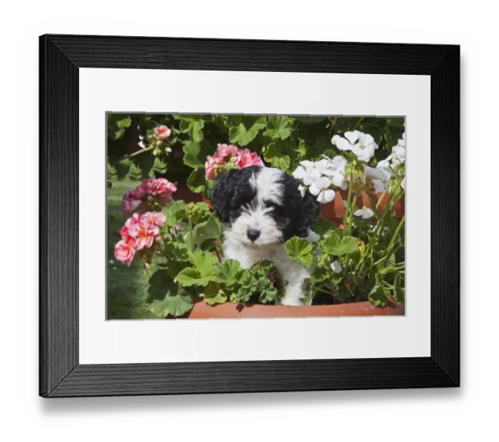 Framed Print : A Havanese puppy in a flower pot surrounded by flowes Framed Print : A Havanese puppy in a flower pot surrounded by flowes