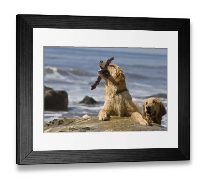 Framed Print : Two Golden Retrievers playing with a stick at a beach