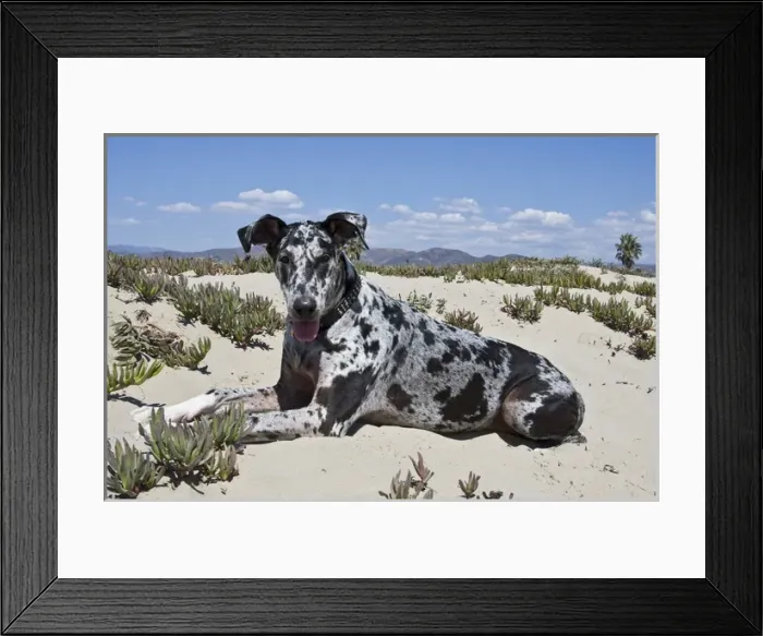Framed Print : A Great Dane lying in the sand in Ventura California