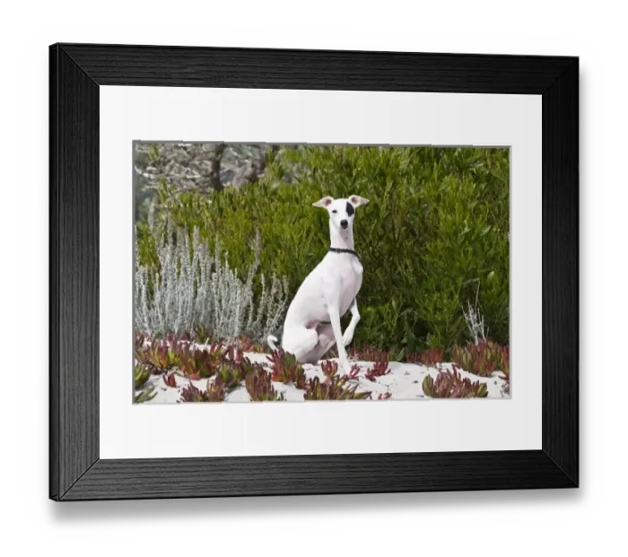 Framed Print : An Italian Greyhound sitting in the sand and ice plant
