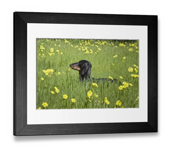 Framed Print : A Dachshund / Doxen standing in a field of yellow flowers Framed Print : A Dachshund / Doxen standing in a field of yellow flowers