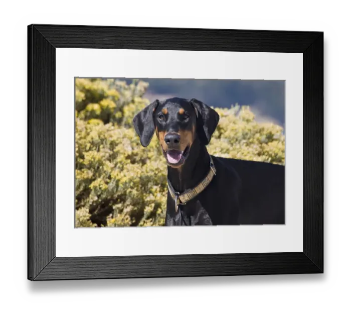 Framed Print : A Doberman Pinscher standing in front of yellow flowers Framed Print : A Doberman Pinscher standing in front of yellow flowers