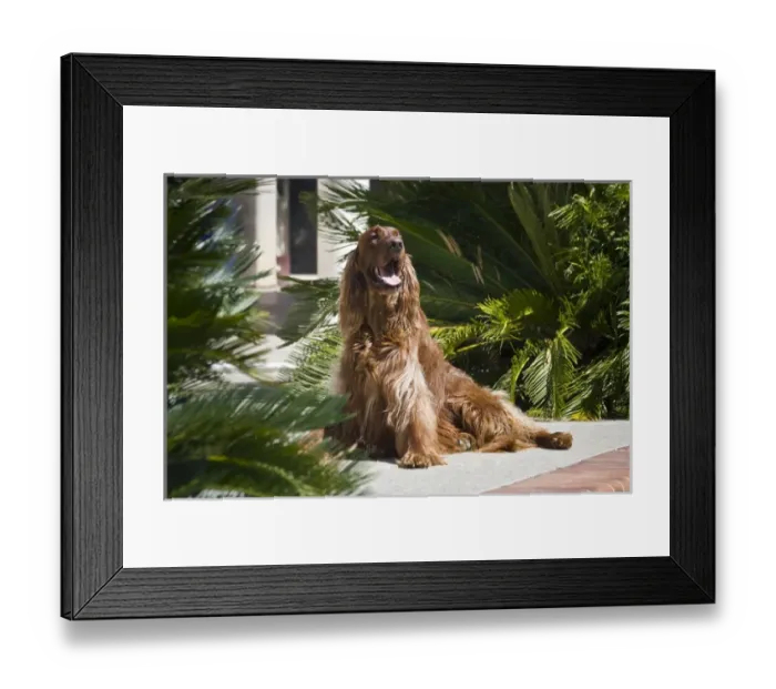 Framed Print : An Irish Setter sitting an a patio surrounded by cycads Framed Print : An Irish Setter sitting an a patio surrounded by cycads