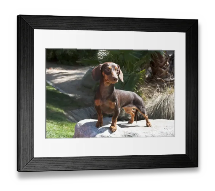 Framed Print : A Dachshund / Doxen puppy standing on a boulder at a park Framed Print : A Dachshund / Doxen puppy standing on a boulder at a park