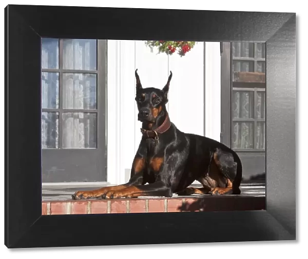 A Doberman Pinscher lying on a red brick patio in front of a house