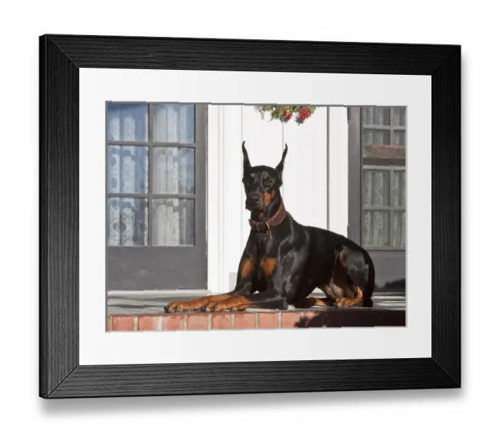 Framed Print : A Doberman Pinscher lying on a red brick patio in front of a house Framed Print : A Doberman Pinscher lying on a red brick patio in front of a house