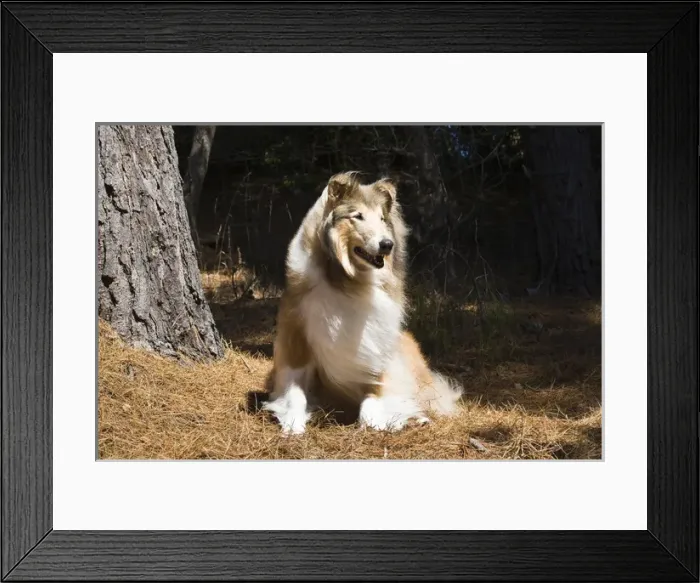 Framed Print : Collie sitting in the sun under a pine tree with the wind blowing Framed Print : Collie sitting in the sun under a pine tree with the wind blowing