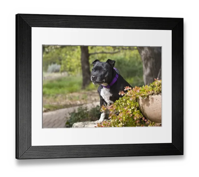 Framed Print : A Staffordshire Bull Terrier sitting on a sandstone wall in a garden Framed Print : A Staffordshire Bull Terrier sitting on a sandstone wall in a garden
