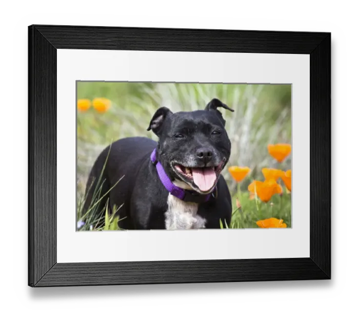 Framed Print : Staffordshire Bull Terrier standing in a field of wild Poppy flowers Framed Print : Staffordshire Bull Terrier standing in a field of wild Poppy flowers