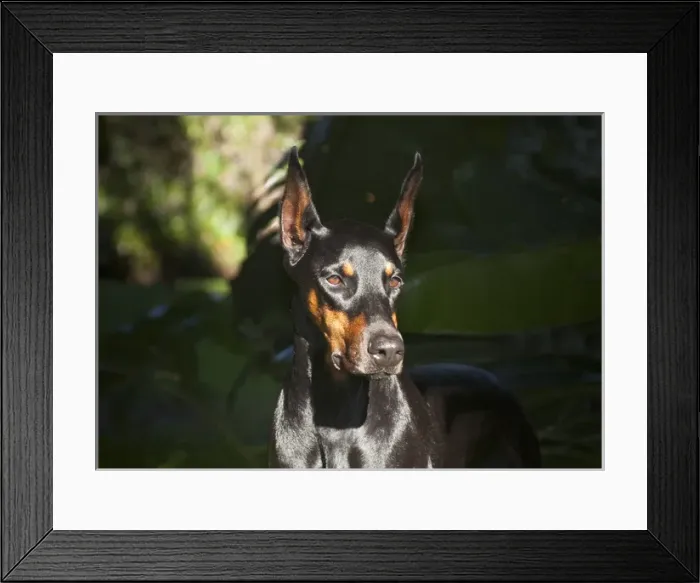 Framed Print : A Doberman Pinscher standing in a sunny spot very intent on something Framed Print : A Doberman Pinscher standing in a sunny spot very intent on something