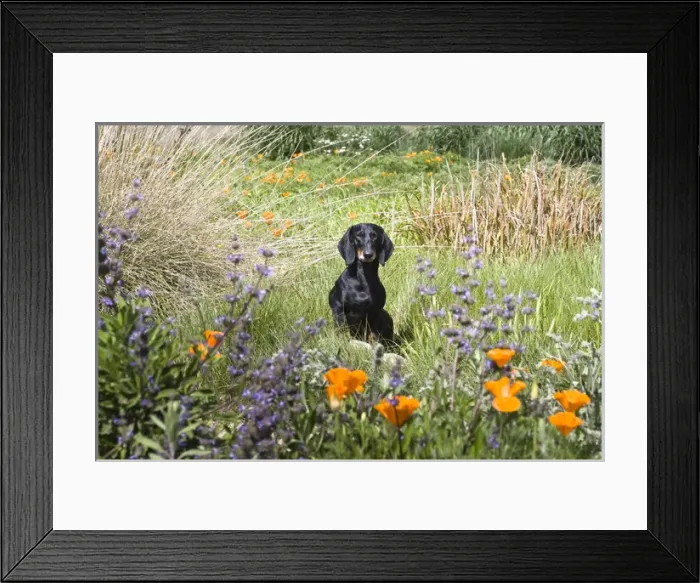 Framed Print : A Dachshund / Doxen standing on a small rock in a field of wildflowers Framed Print : A Dachshund / Doxen standing on a small rock in a field of wildflowers