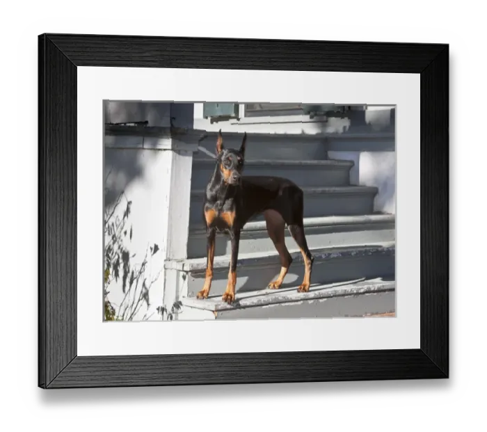 Framed Print : A Doberman Pinscher standing on stairs leading onto a patio of a house Framed Print : A Doberman Pinscher standing on stairs leading onto a patio of a house