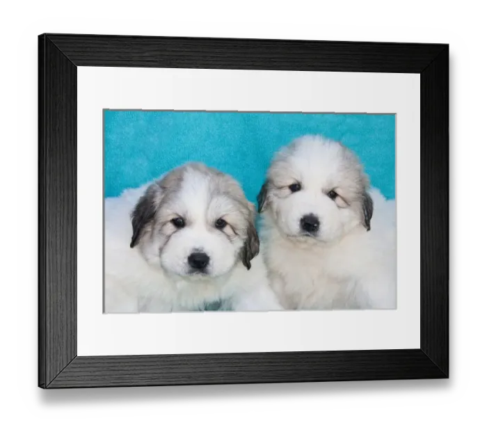 Framed Print : Two Great Pyrenees puppies sitting together against a blue background