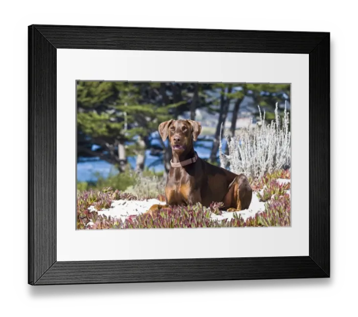 Framed Print : A Doberman Pinscher lying in the white sands of Carmel Beach California Framed Print : A Doberman Pinscher lying in the white sands of Carmel Beach California