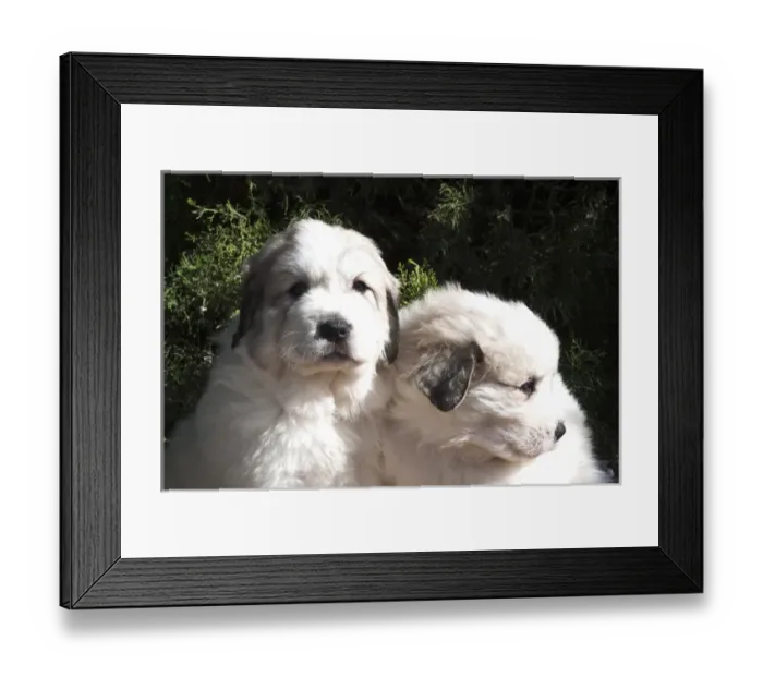 Framed Print : Two Great Pyrenees puppies sitting together in front of a Juniper tree Framed Print : Two Great Pyrenees puppies sitting together in front of a Juniper tree