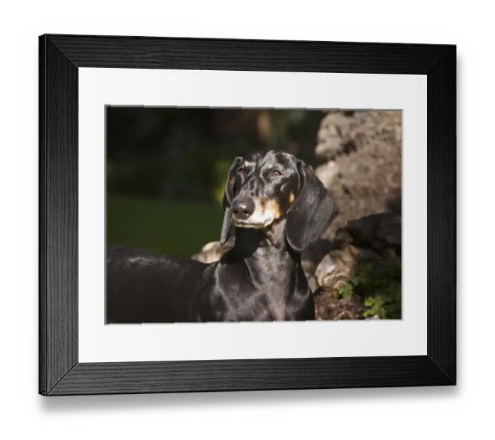 Framed Print : Portrait of a Dachshund / Doxen standing in a patch of sunlight in a park Framed Print : Portrait of a Dachshund / Doxen standing in a patch of sunlight in a park